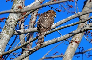 Coopers Hawk In Fall